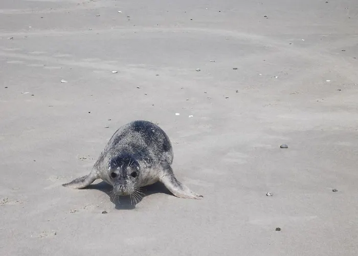 Rungholt 3* Heligoland